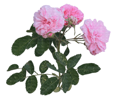 flowers katrin - png grátis