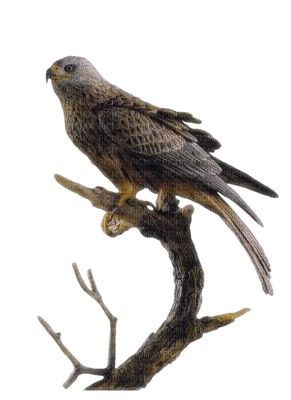 patymirabelle oiseau - PNG gratuit