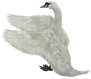 Kaz_Creations Animals  Birds Bird Swans - безплатен png