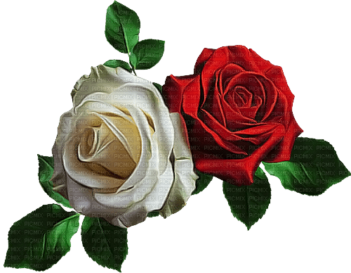 roses - besplatni png