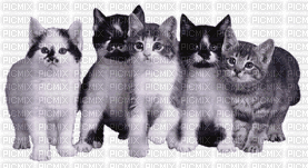 chatons - GIF animado gratis