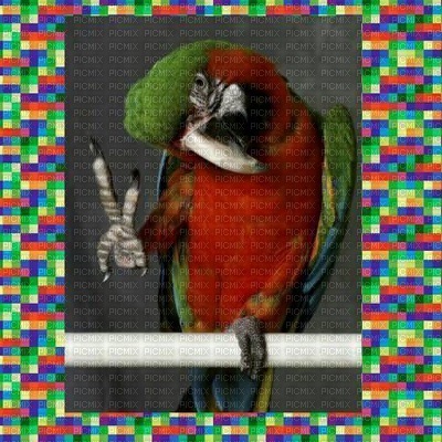 Peace Parrot - gratis png