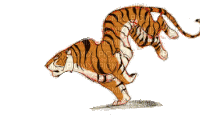 tiger - Gratis geanimeerde GIF
