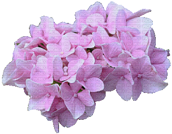 flores  rosas dubravka4 - Darmowy animowany GIF