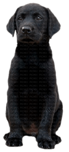 black dog by nataliplus - PNG gratuit