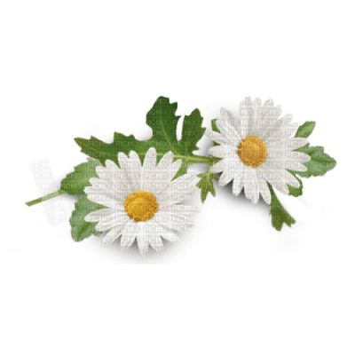 Chamomile - Free PNG