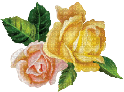 Roses dm19 - besplatni png