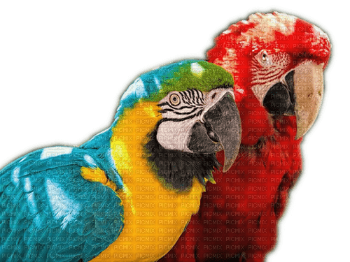 Rena Papageien Vögel - PNG gratuit