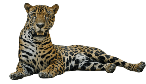 leopard milla1959 - фрее пнг