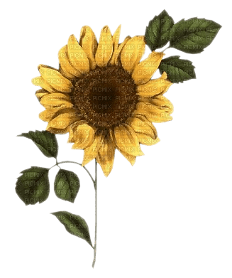 kikkapink border flowers  deco sunflower - фрее пнг