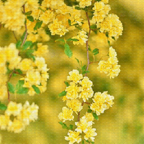 Yellow.Flowers.Fleurs.gif.Fond.Victoriabea - Gratis geanimeerde GIF