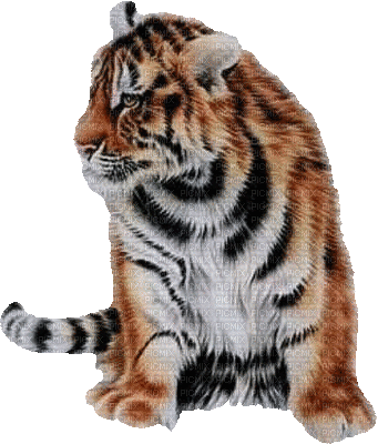 Kaz_Creations Animals Animated Tiger - GIF animado gratis
