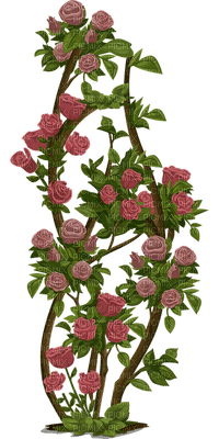 roses - kostenlos png