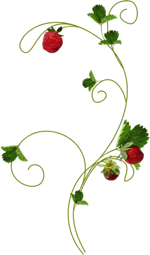 Strawberries - безплатен png