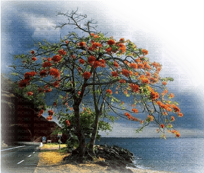 paysage,tree - PNG gratuit