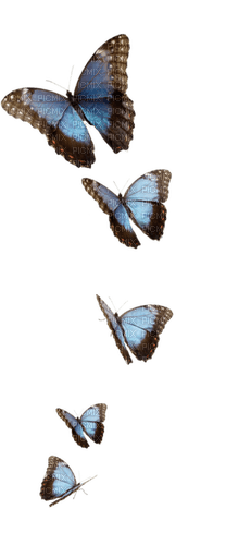 Papillons - бесплатно png