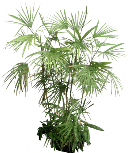 Tropical.Plants.Palm.Palmier.Victoriabea - png ฟรี