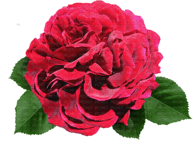 ruusu, rose