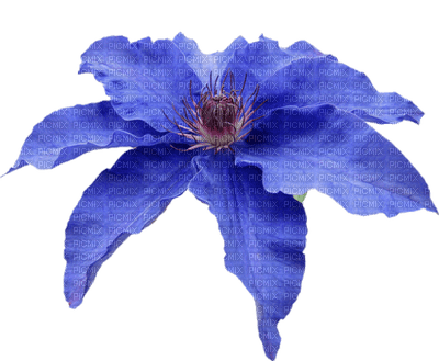 fleur bleu.Cheyenne63 - PNG gratuit