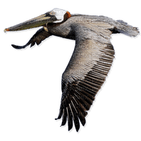 pelican - png ฟรี