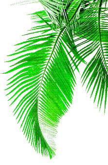 soave deco summer animated palm leaves green - 免费动画 GIF
