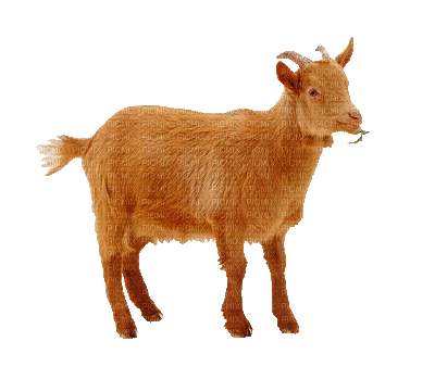 Kaz_Creations Animated Cow - Gratis geanimeerde GIF