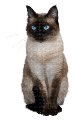 patricia87 chat - Free PNG