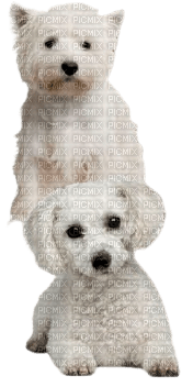 Chiens - Free PNG