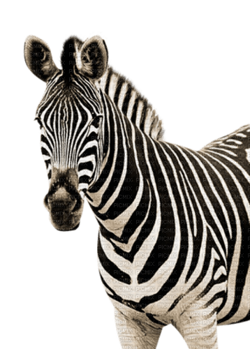 Zebra - besplatni png