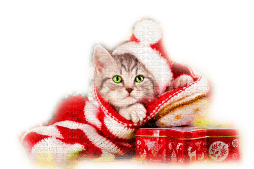 CHRISTMAS CAT - png gratuito