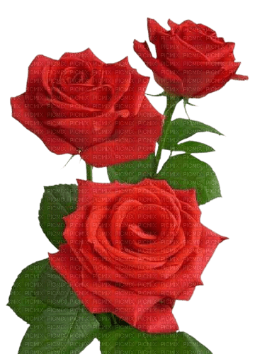 red roses - png gratuito