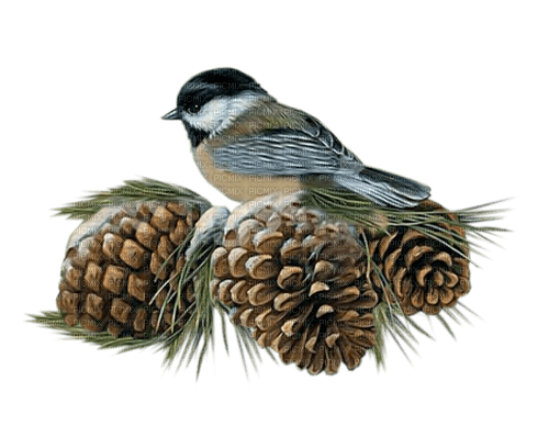 kikkapink winter bird - zdarma png