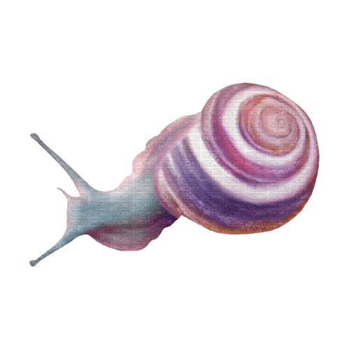 snail - zadarmo png