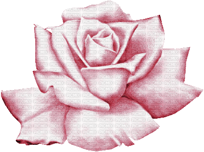 ANI BLOMMA-ROS---FLOWER-ROSE - Zdarma animovaný GIF