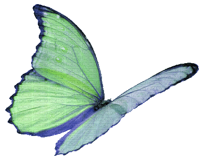 patymirabelle papillon - GIF animé gratuit