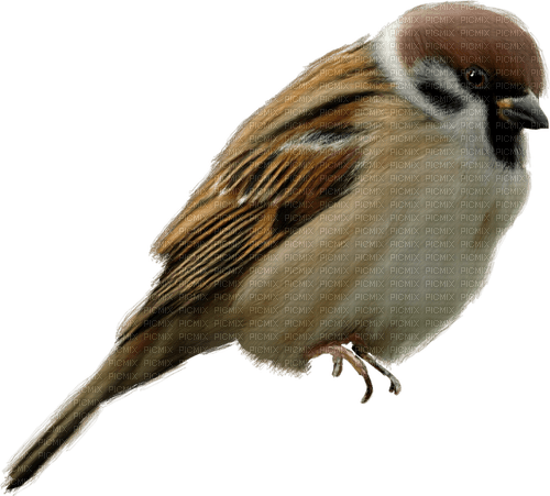 ptak - PNG gratuit