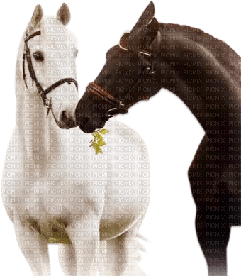 soave horse animals deco couple white - besplatni png