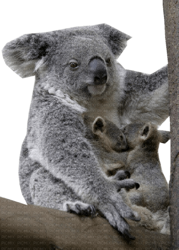 koala - фрее пнг