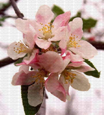 fleur cerisier - 免费PNG