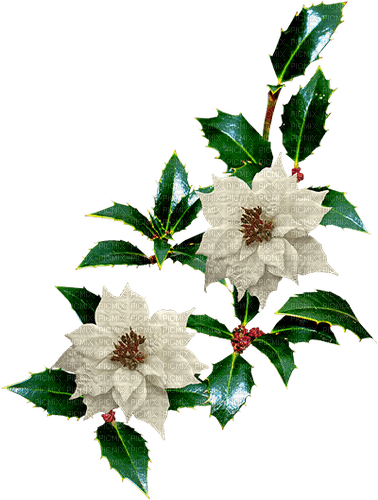 Christmas.Flowers.White.Branch.Victoriabea - PNG gratuit