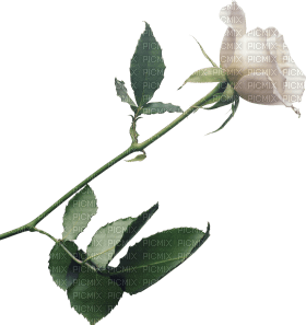Kaz_Creations Deco Flowers Roses Flower - ilmainen png