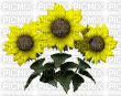 Sunflowers - Darmowy animowany GIF
