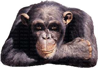 animated-gorilla-animals - Gratis geanimeerde GIF