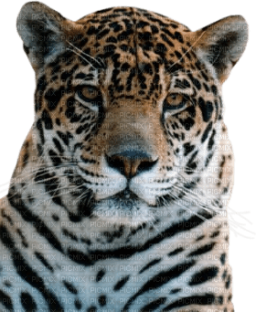 Kaz_Creations Leopard - png grátis