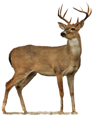 Deer - kostenlos png