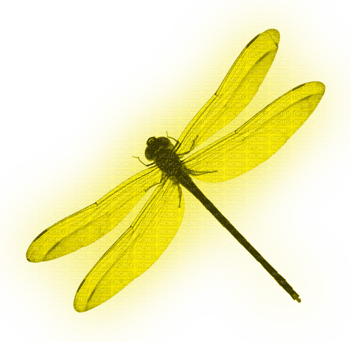 Dragonfly.Yellow - Free PNG