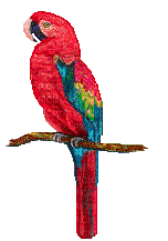 Parrot birds bp - GIF animé gratuit