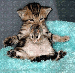 Chat et souris - Free animated GIF