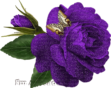 rosa violeta - Ilmainen animoitu GIF