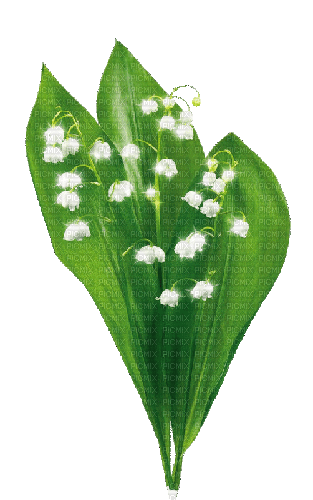 Lily of the valley. Animated. Flower. Leila - Ingyenes animált GIF